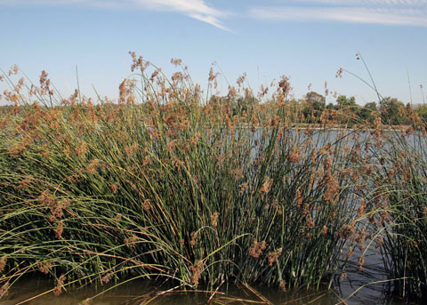 Southern Bulrush (California Bulrush), Schoenoplectus californicus